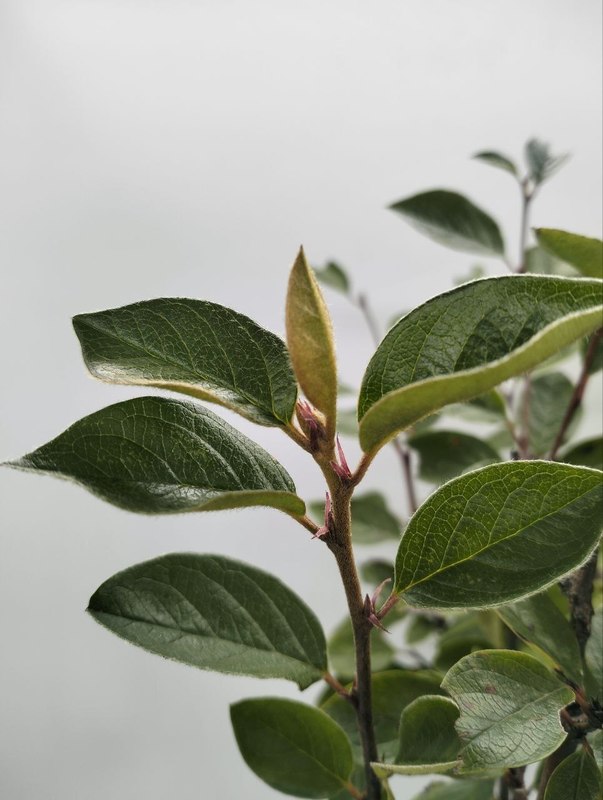 Кизильник блестящий Люцедус (Lucidus)