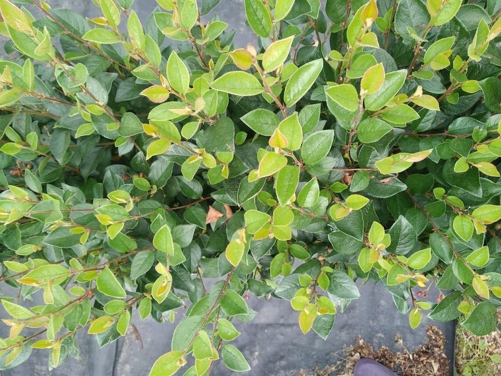 Кизильник блестящий Люцедус (Lucidus)