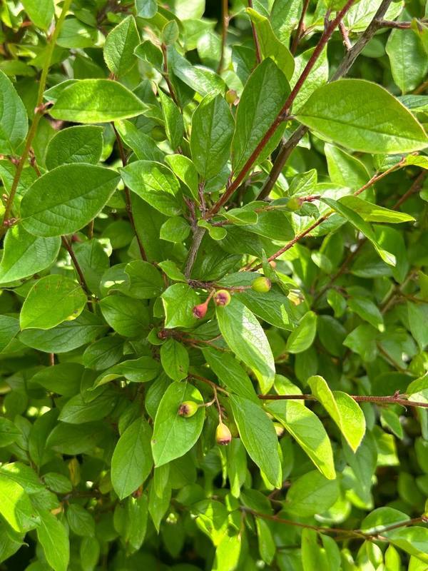 Кизильник блестящий Люцедус (Lucidus)