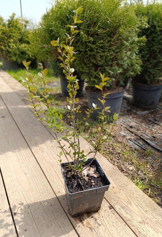 Кизильник блестящий Люцедус (Lucidus)