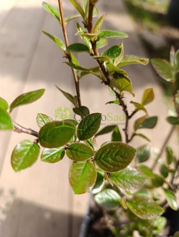 Кизильник блестящий Люцедус (Lucidus)