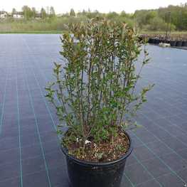 Кизильник блестящий Люцедус (Lucidus)