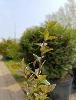 Кизильник блестящий Люцедус (Lucidus)