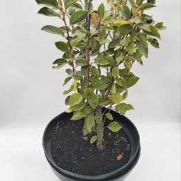 Кизильник блестящий Люцедус (Lucidus)