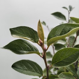 Кизильник блестящий Люцедус (Lucidus)