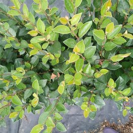 Кизильник блестящий Люцедус (Lucidus)