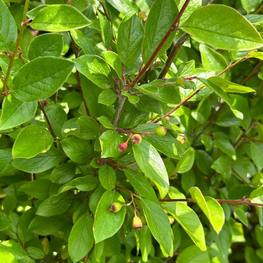 Кизильник блестящий Люцедус (Lucidus)