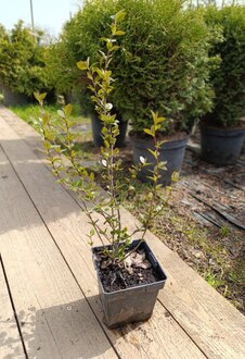 Кизильник блестящий Люцедус (Lucidus)