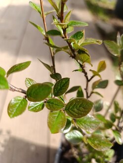 Кизильник блестящий Люцедус (Lucidus)