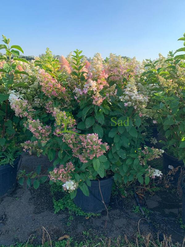 Гортензия метельчатая Конфетти (Confetti)