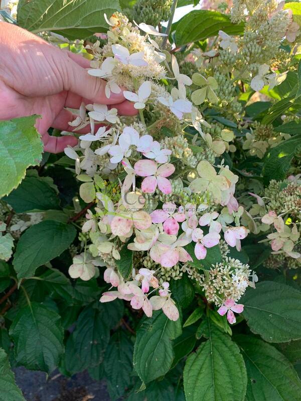 Гортензия метельчатая Конфетти (Confetti)