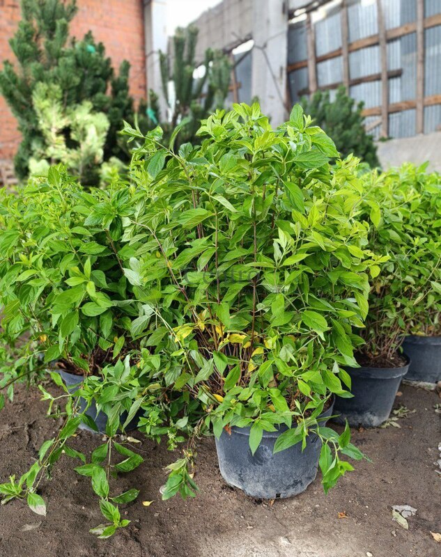 Гортензия метельчатая Конфетти (Confetti)