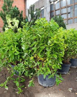 Гортензия метельчатая Конфетти (Confetti)