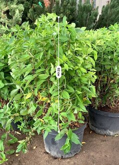 Гортензия метельчатая Конфетти (Confetti)