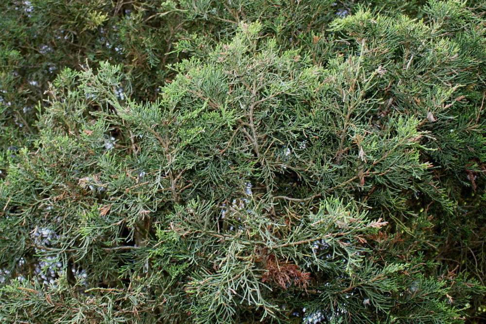 Можжевельник виргинский Юниперус виргиниана (Juniperus virginiana)