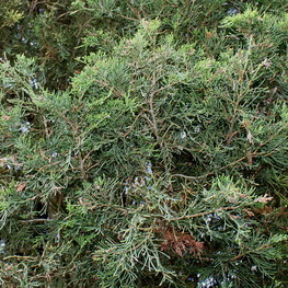 Можжевельник виргинский (Juniperus virginiana)