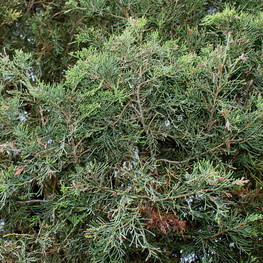 Можжевельник виргинский Юниперус виргиниана (Juniperus virginiana)
