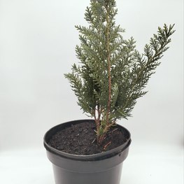 Кипарисовик Лавсона (Колумнарис )Lawsoniana Columnaris"