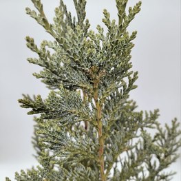 Кипарисовик Лавсона (Колумнарис )Lawsoniana Columnaris"
