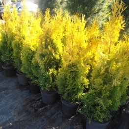 Туя западная Мария (Maria)