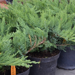 Можжевельник казацкий Там Но Блайт (Tam No Blight)