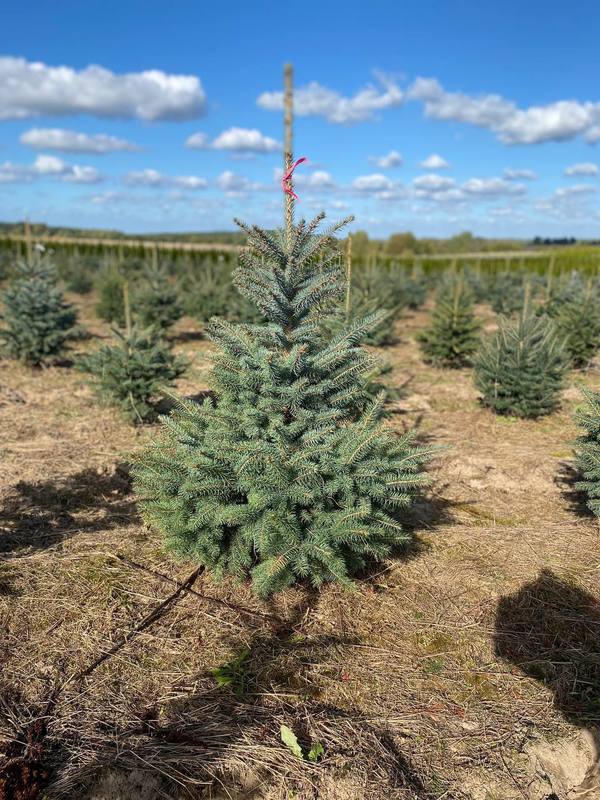 Ель колючая Кейбаб (Kaibab)