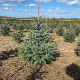 Ель колючая Кейбаб (Kaibab)