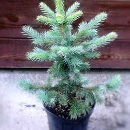 Ель колючая Кейбаб (Kaibab)