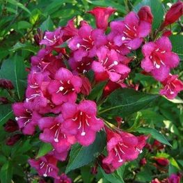 Вейгела Ева Ратке (Eva Rathke)