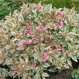 Вейгела цветущая Вервайг (Verweig)