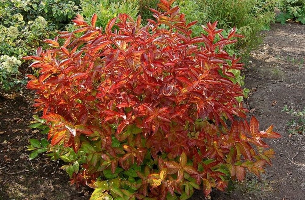 Вейгела цветущая Винг оф Файер (Wings of Fire)