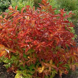 Вейгела цветущая Винг оф Файер (Wings of Fire)