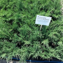 Можжевельник казацкий Блю Спаркл (Blue Sparkle)