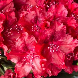 Рододендрон гибридный Хачманс Файершайн (Hachmann's Feuerschein)