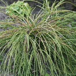 Туя складчатая Випкорд (Whipcord)