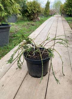 Туя складчатая Випкорд (Whipcord)