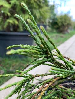 Туя складчатая Випкорд (Whipcord)