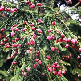 Ель восточная Ауреоспиката (Aureospicata)