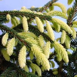 Ель восточная Ауреоспиката (Aureospicata)