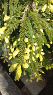 Ель восточная Ауреоспиката (Aureospicata)