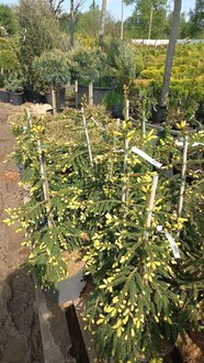 Ель восточная Ауреоспиката (Aureospicata)