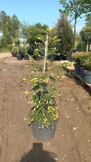 Ель восточная Ауреоспиката (Aureospicata)