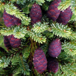 Ель черная Нана (Nana)