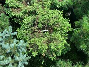 Ель черная Нана (Nana)