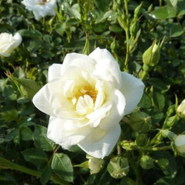 Роза миниатюрная "White"