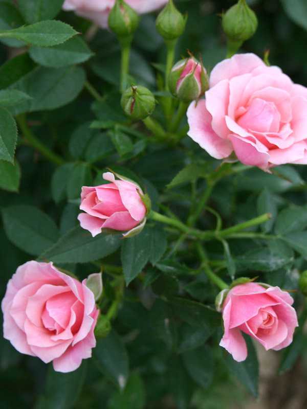 Роза миниатюрная Пинк (Pink)