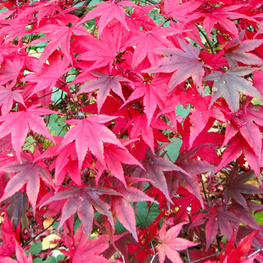 Клен веерный Бладгуд (Bloodgood)