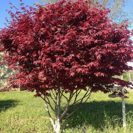 Клен веерный Бладгуд (Bloodgood)