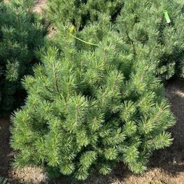 Сосна обыкновенная крючковатая Коха (Cuha)