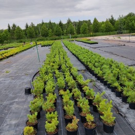 Кедровый стланик